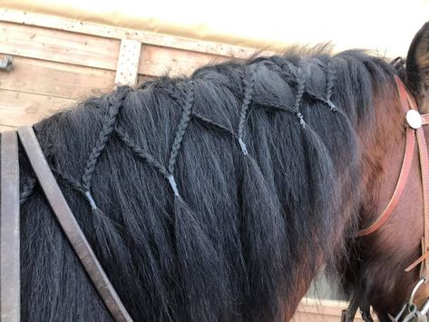 Easy Horse Braids, Cute Horse Hairstyles, Easy Horse Hairstyles, Hairstyles For Horses, Horse Hairstyles Ideas, Horse Braids Tutorial, Horse Show Hairstyles Western, Horse Hair Styles, Mane Braids For Horses