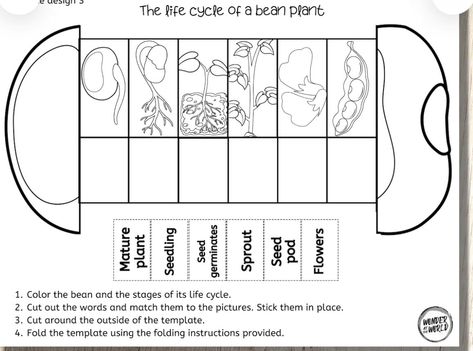 Bean Life Cycle, Plant Life Cycle Worksheet, Preschool Activity Sheets, Animal Crafts Preschool, Plants Worksheets, Life Cycle Craft, September Activities, Early Childhood Learning, Baby Learning Activities