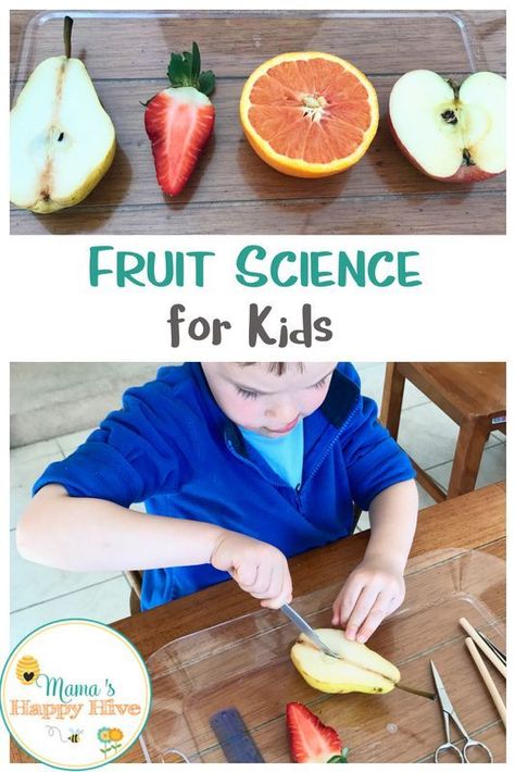 This is a fruit science for kids lesson that identifies the various structures of the fruit, compares and contrasts different fruit seeds, includes dissecting work, matching work, and a lovely spiritual lesson at the end. Fruit Science, Vegetable Activity For Kids, Montessori Science, Kids Vegetables, Nutrition Activities, Fruits For Kids, Food Activities, Montessori Ideas, Science Activities For Kids