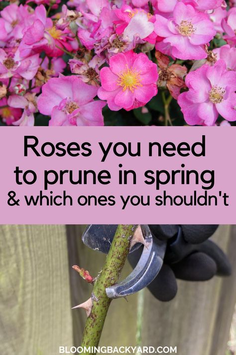 An Easy Guide to Pruning Roses in Spring (and When to Wait) Pruning Roses Spring, Perrenial Gardens, When To Prune Roses, Prune Roses, How To Trim Roses, Rose Plant Care, Pruning Roses, Dahlia Garden, Knockout Roses