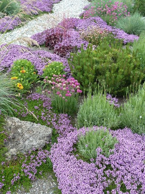 Ground covers Miscanthus Gracillimus, Purple Plants, Gravel Garden, Flower Garden Design, Stone Path, Low Maintenance Garden, The Secret Garden, Have Inspiration, Beautiful Flowers Garden