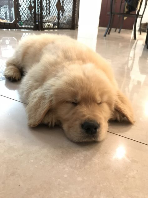 Golden retriever puppy sleeping @wheres_bash Golden Retriever Puppy Sleeping, Puppy Sleeping, Fat Dogs, Golden Retriever Puppies, Golden Puppy, Sleeping Puppies, Retriever Puppies, Dog Ideas, Toy Dog