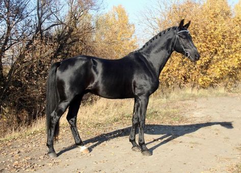 Trakehner Horse, Standing Horse, Equestrian Sports, Sport Horse, Horse Coloring, Quarter Horse, Horse Breeds, Beautiful Horses, Equestrian