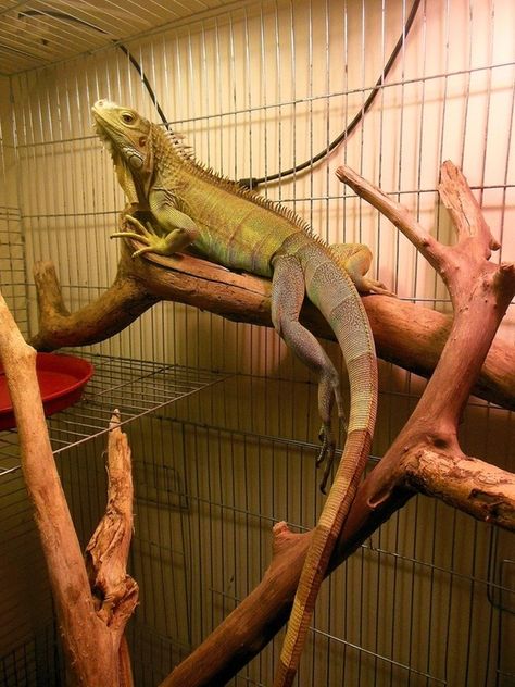 green iguana Iguana Photography, Pet Iguana, Iguana Tattoo, Iguana Pet, Green Iguana, Reptile Room, Lovers Pics, Cute Reptiles, Forest Creatures