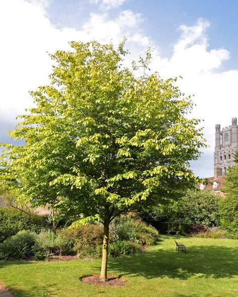 Amelanchier ‘Robin Hill’ Amelanchier Arborea, Serviceberry Tree, June Berry, British Nursery, Growing Trees, Backyard Trees, Small Courtyard Gardens, Street Trees, Gardening Plants