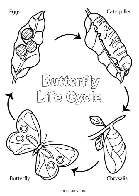 Printable Butterfly Coloring Pages For Kids Cycle Drawing, Butterfly Coloring Pages, Butterfly Chrysalis, Insect Coloring Pages, Printable Butterfly, Butterfly Sketch, Butterfly Coloring, Butterfly Life Cycle, Butterfly Printable