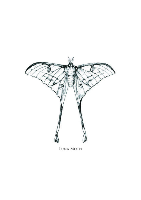 Moon Moth Tattoo, Moth Cocoon, Lunar Moth Tattoo, Luna Moth Tattoo, Moth Drawing, Lunar Moth, Moon Moth, Small Pretty Tattoos, Text Tattoo