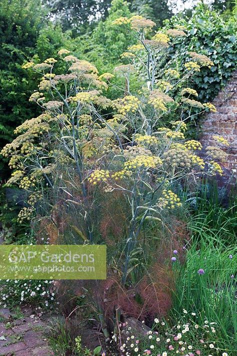 Bronze Fennel Gardens, Bronze Fennel Plant, Fennel Garden, Fennel Plant, Fennel Flower, Bronze Fennel, Small Urban Garden, Hillside Garden, Garden Catalogs