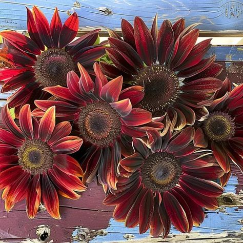 All Heirloom Flower Seeds - Alliance of Native Seedkeepers Chocolate Cherry Sunflower, Transplanting Plants, Simple Home Decoration, Unique Floral Arrangements, Orange Sunflowers, Beautiful Chocolate, Garlic Bulb, Annual Flowers, Balloon Flowers