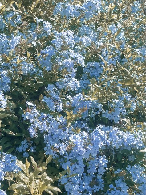 Blue And Green Flowers Aesthetic, Darling Charming Aesthetic, Blue Floral Aesthetic, Blue Flower Aesthetic, Field Of Blue Flowers, Blue Flowers Aesthetic, Blue Flower Field, Blue Wild Flowers, Darling Charming