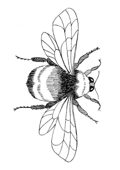 Embroidery Templates Free Printable, Bee Pictures Art, Bee Outline, Bee Template, Bee Coloring, Ladybug Coloring Page, Bee Stencil, Insect Coloring Pages, Bug Coloring Pages