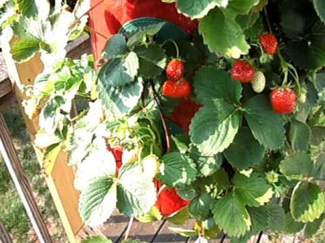 Growing strawberries upside down is similar to growing tomatoes. If you're short of space strawberry is an easy plant to grow. Potted Strawberry Plants, Upside Down Plants, Grow Tomatoes Indoors, Tomato Growing Tips, Pruning Tomatoes, Types Of Strawberries, Tomatoes In Pots, Growing Tomatoes Indoors, Tomato Growers