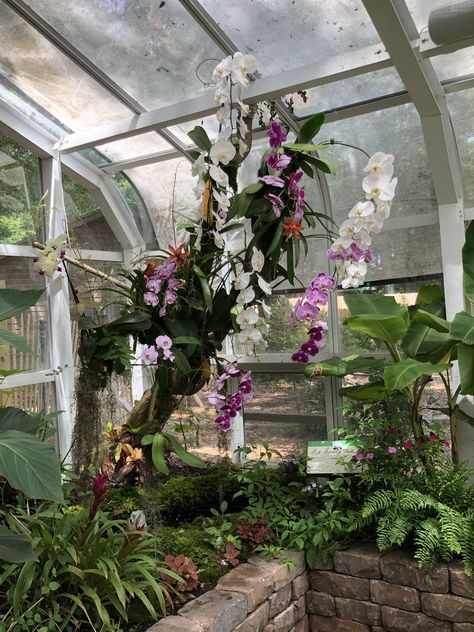 This massive orchid at a greenhouse in the outer banks Interior Design Minimal, Plant Structure, Carport Designs, Home Greenhouse, Gothic Garden, Hot House, Growing Orchids, Orchids Garden, The Outer Banks