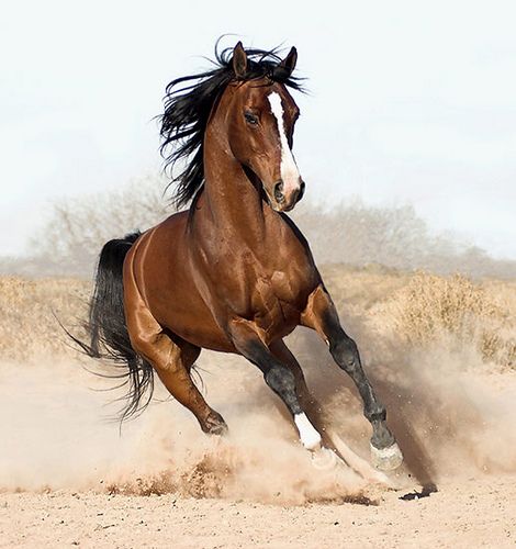 Magnificent running horse by monsoon_wind_dhaka, حصان عربي, Regnul Animal, Cai Sălbatici, Rasy Koni, Horse Galloping, Horse Diy, Majestic Horse, Running Horses, Brown Horse