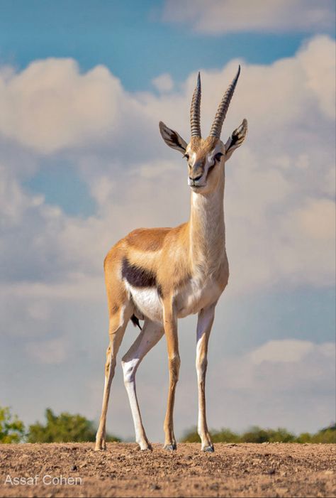 “Tommies” are the most common gazelle species in East Africa and the fourth fastest land animal, after the cheetah, pronghorn, and springbok. African Antelope, Wild Animals Photography, Deer Photos, The Cheetah, Animal Study, Mule Deer, African Wildlife, Dessin Adorable, Wildlife Animals