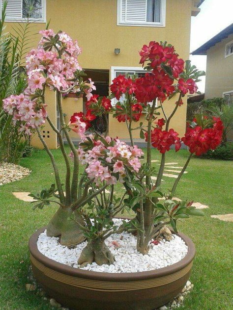 ☺ Desert Rose Care, Landscaping With Roses, Desert Rose Plant, Orchids Garden, Bonsai Plants, Bonsai Garden, Orchid Plants, Desert Plants, Desert Rose