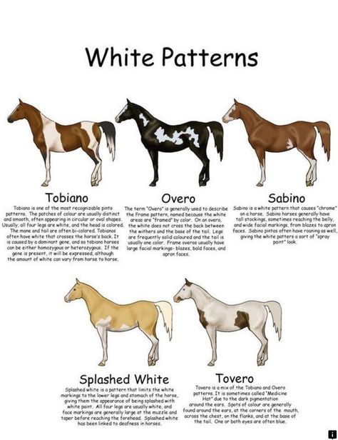 Descriptions of five different White Pattern Paint Horses Horse Color Chart, Horse Judging, Types Of Paint, Horse Breeding, Horse Markings, Horse Lessons, Horse Coat Colors, Horse Information, Paint Horses