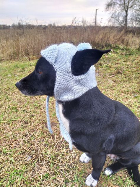 Dog Hat Knitting Pattern, Knitted Dog Hat, Knitting Patterns For Dogs, Italian Dogs, Dog Hats, Knitted Dog, Baby Hat Knitting Pattern, Dog Fashion, Hat Knitting