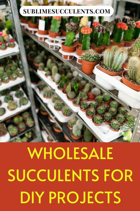 Do you want to know the wholesale succulents for DIY projects? Maybe you want to build a nifty garden of multi-colored and diverse looking plants for your mom. Regardless of what your plans are, there are some things to consider when buying wholesale succulents for DIY projects. Check this pin to know more! #wholesalesucculents #succulent #gardening Selling Plants, Outdoor Succulents, Rustic Boutique, Cactus For Sale, Wholesale Succulents, Indoor Succulents, Succulent Species, Cheap Plants, Succulent Planter Diy