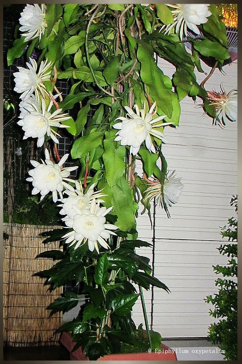 Epiphyllum Oxypetalum, Contemporary Botanical Art, Night Blooming Flowers, Orchid Cactus, Moon Garden, Botanical Art, My House, Cactus Plants, Garden Pots