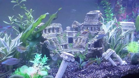 Fish Perspective, Betta Sorority, Modern Pool House, Fish Tank Themes, Core Aesthetics, Lost City Of Atlantis, Fish Tank Design, Abandoned City, Roman Ruins