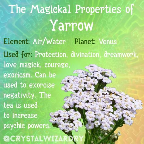 Yarrow Spiritual Properties, Yarrow Witchcraft, Yarrow Magical Properties, Protection Herbs Magick, Herbs For Courage, Protective Herbs, Love Magick, Herbs For Protection, Banish Negativity