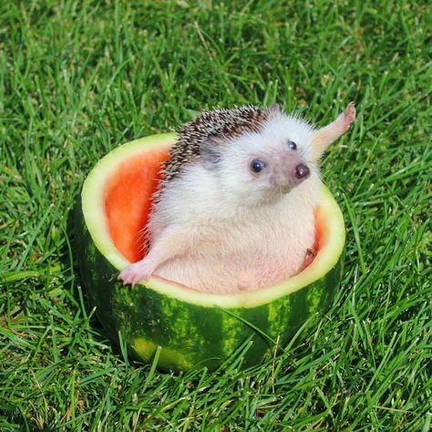 Happy Monday! Here's a hedgehog in a watermelon to start your week off right! -@theadventuresofhegy Landak Mini, Funny Hedgehog, Hedgehog Pet, A Hedgehog, Funny Animal Photos, Cute Hedgehog, Super Cute Animals, Silly Animals, Fluffy Animals