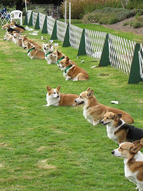 Cute Corgi Puppy, Pembroke Welsh Corgi Puppies, Corgi Pictures, Welsh Corgi Puppies, Family Music, Corgi Mix, Corgi Pembroke, Corgi Butts, Best In Show