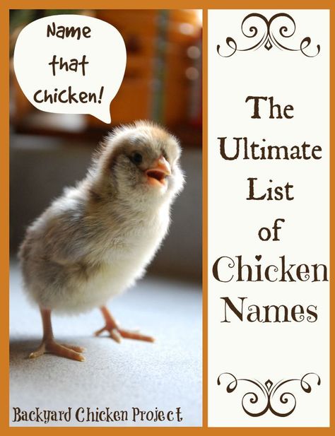 Finding the perfect chicken names for your flock can be quite the process. We've attempted to make it a bit easier for you by compiling all the best chicken names in one place! Good Chicken Names, Essential List, Chicken Coup, Vintage Chicken, Southern Baby, Chicken Keeping, Names Unique, Raising Backyard Chickens, Perfect Chicken