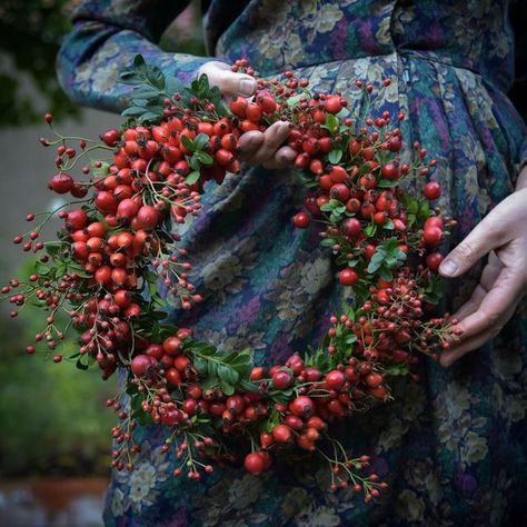 Juliane Solvång on Instagram: "The One Bouquet per Day Series #onebouquetperday season 10 [156/ 184] Dog rose, multiflora rose, apple rose, large-leaved rose, boxwood, an autumn bouquet picked today in the afternoon along the roadside in Bischleben, Erfurt and then turned into a rosehip wreath. 🌿 [Swedish: stenros, japansk klätterros, plommonros, ryssros, buxbom / German: Hundsrose, Büschelrose, Apfelrose, Raublättrige Rose, Buchsbaum / Latin: Rosa canina, Rosa multiflora, Rosa villosa, Rosa m Multiflora Rose, Buxus Sempervirens, Rose Apple, Apple Rose, Autumn Bouquet, Dog Rose, Apple Roses, Life Is A Gift, Look At The Sky