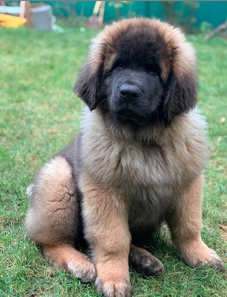 a brown and black dog sitting in the grass