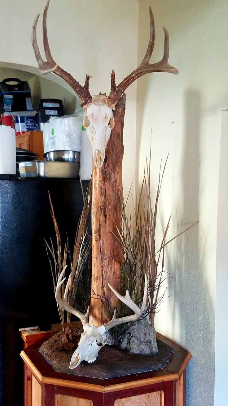 a deer skull on top of a wooden cabinet