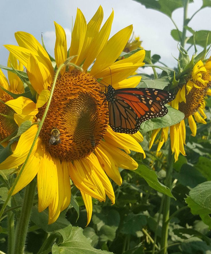 a butterfly sitting on top of a sunflower