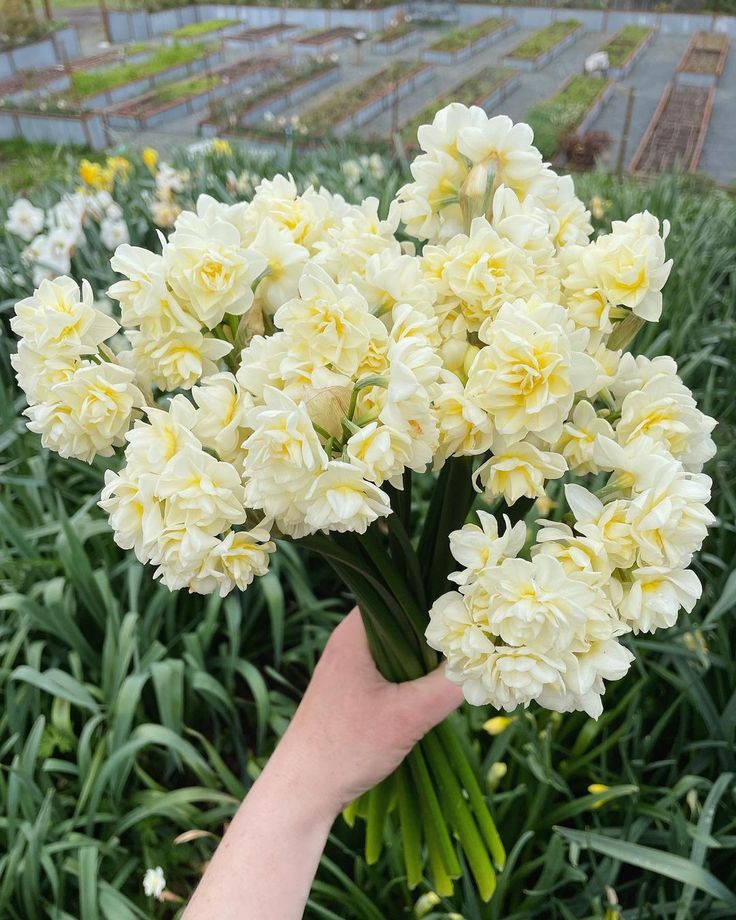 a hand holding a bouquet of white flowers in a garden area with rows of green plants