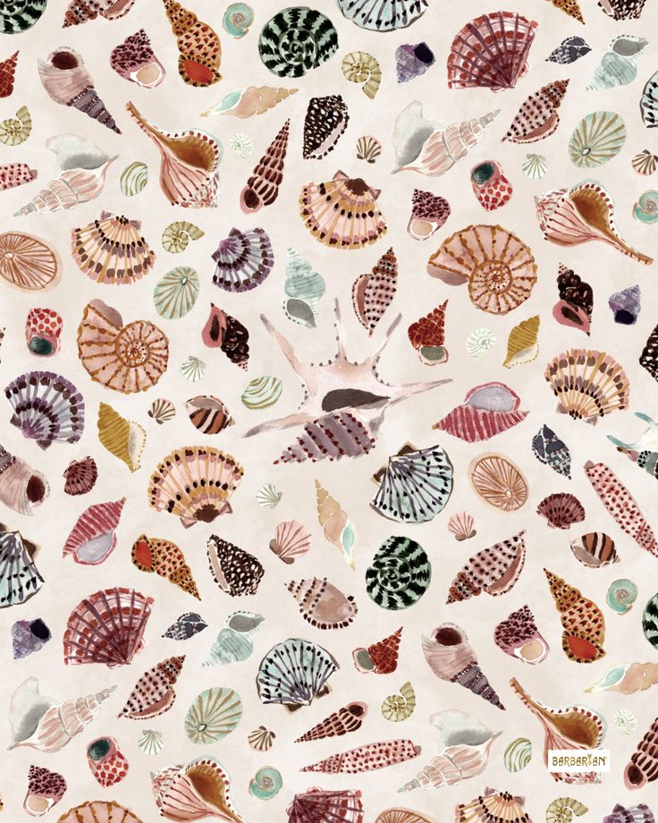 a white background with many different colored shells