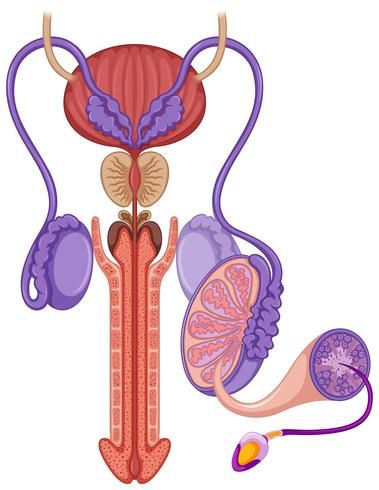 an illustration of the utensils and pancretus in human body royalty free stock illustrations