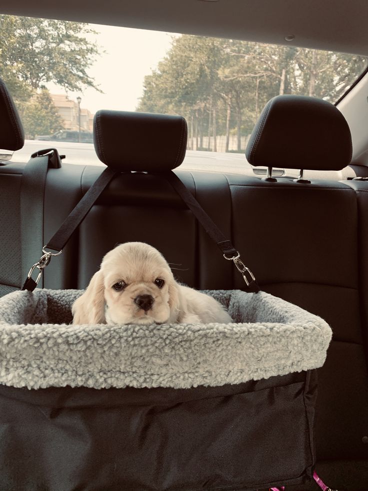 a small dog sitting in the back seat of a car