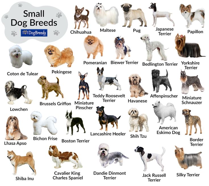 small dog breeds chart with names and pictures for each breed in english or german language