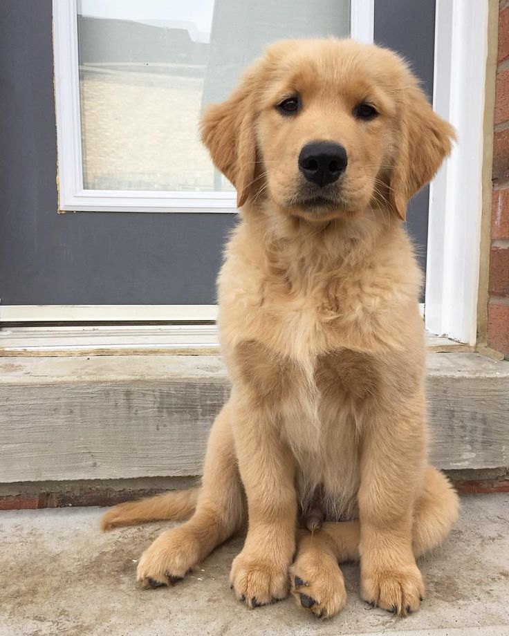 a brown dog sitting on top of a step next to a door