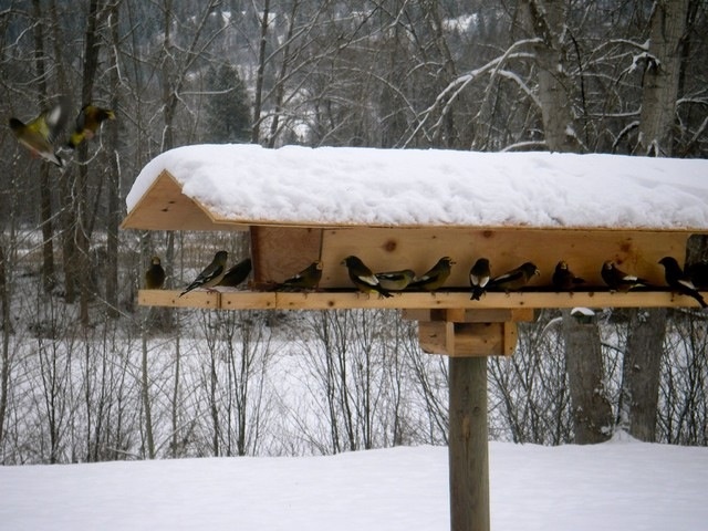 several birds are perched on a bird house in the snow