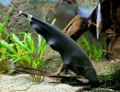 an animal that is standing in the dirt near some plants and water with other animals behind it