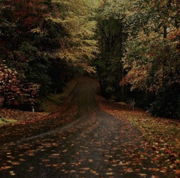 an empty road surrounded by trees with leaves on the ground