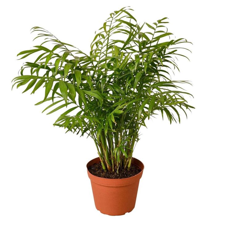 Chamaedorea elegans NASA gives this plant a high air-purifying score. Great for new tree owners, only needs biyearly re-potting. The Parlor Palm is slow growing but can grow up to 8’ tall in ideal conditions! Comes with a Nursery Pot. Be sure to check out our wide selection of Planters. Requires relatively low maintenance. Easy to care for! About Parlor Palm The parlor palm is a palm tree native to Southern Mexico and Guatemala. This tropical plant has been cultivated as an indoor plant due to i Air Purifier Benefits, Neanthe Bella Palm, Pet Safe Plants, Pet Friendly Plants, Chamaedorea Elegans, Plant Based Products, Indoor Palms, Parlor Palm, Palm Plant