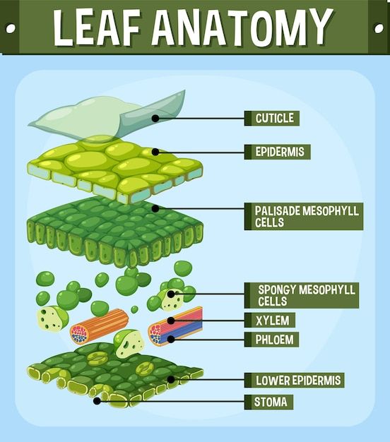 the anatomy of an animal's body and its structures, including leaves, stomachs,