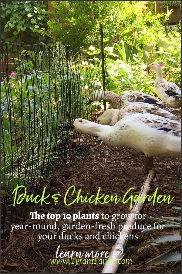 some ducks are standing in the grass near a fence and bushes with words written on it