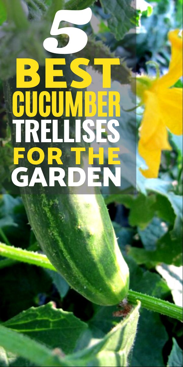 a cucumber is growing in the garden with text overlay reading 5 best cucumber trellises for the garden