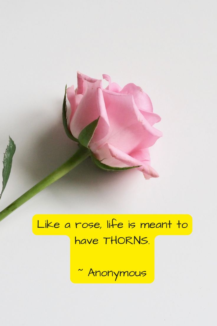 a pink rose sitting on top of a white table