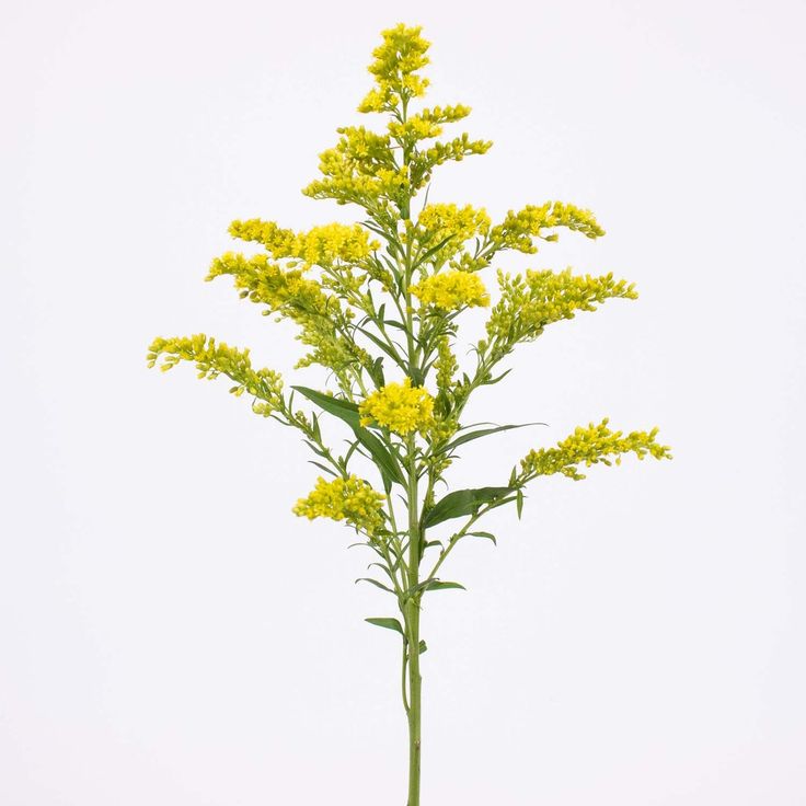 a tall yellow flower with green leaves in front of a white background and the sky