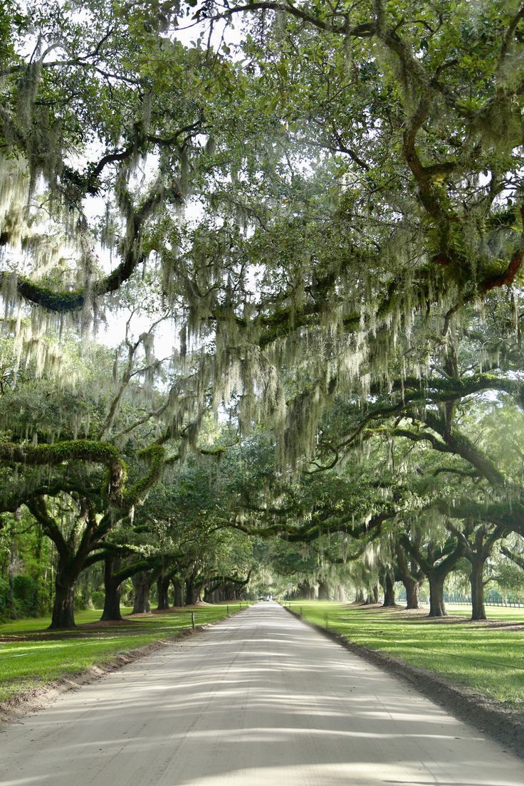 the road is lined with live oak trees and spanish moss hanging from the branches over it