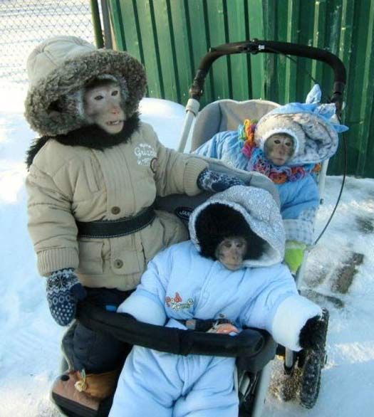 two dolls are sitting in a stroller